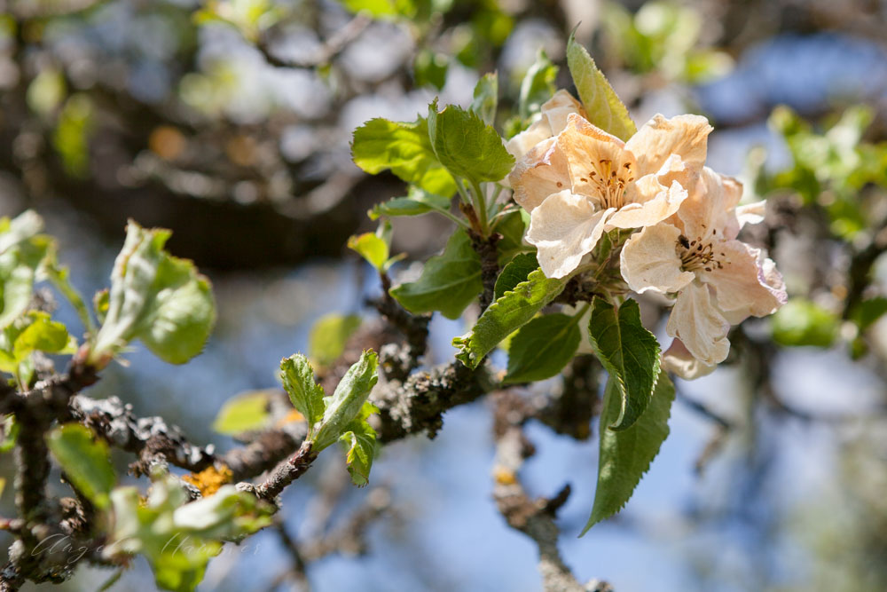 Erfrorene Apfelblüte